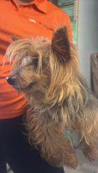 Found/Stray Male Dog last seen Near N State Road 7 Ste 198Lauderdale Lake Fl 33319-5602, Lauderdale Lakes, FL 33309