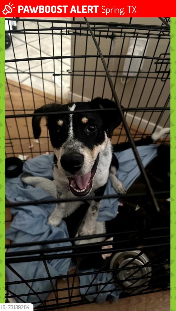 Lost Male Dog last seen Cypresswood behind Smith Elementary school Spring Tx 77373, Spring, TX 77373