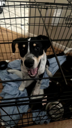 Lost Male Dog last seen Cypresswood behind Smith Elementary school Spring Tx 77373, Spring, TX 77373