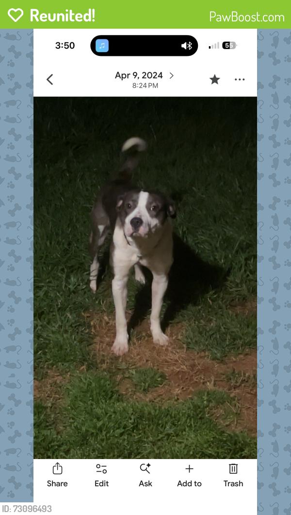 Reunited Female Dog last seen Hey 49, Burlington, NC 27217