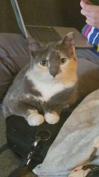 Reunited Female Cat last seen Eubank and Candelaria, Albuquerque, NM 87112
