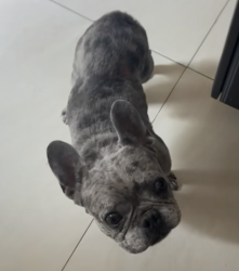 Lost Male Dog last seen Alondra Blvd/Ryon Ave by Teriyaki J’s, Bellflower, CA 90706