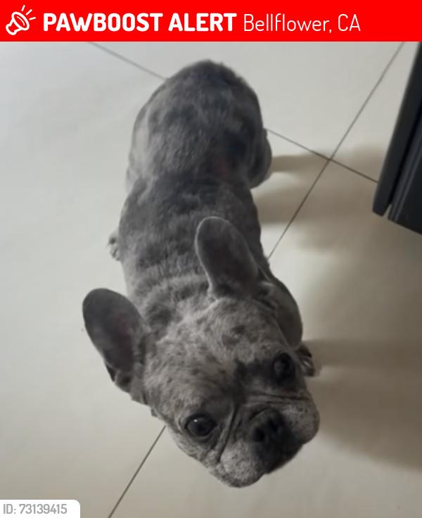 Lost Male Dog last seen Alondra Blvd/Ryon Ave by Teriyaki J’s, Bellflower, CA 90706