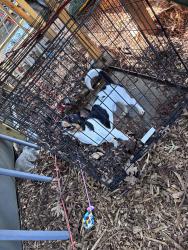 Found/Stray Male Dog last seen Corner of Cherry and polo, Winston-Salem, NC 27105