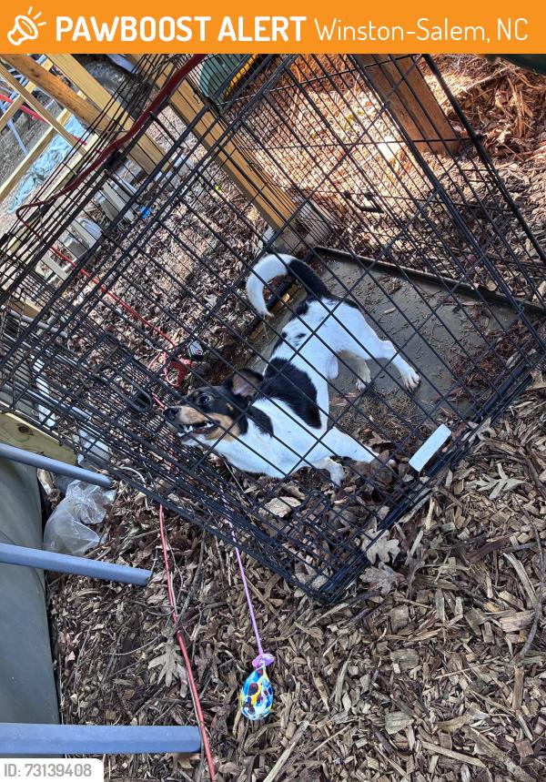 Found/Stray Male Dog last seen Corner of Cherry and polo, Winston-Salem, NC 27105