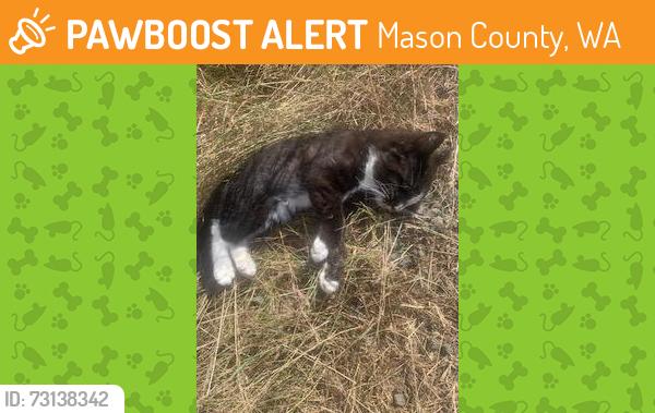 Found/Stray Male Cat last seen McCreavy Rd & Pinedirosa Rd Union/Shelton WA, Mason County, WA 98592