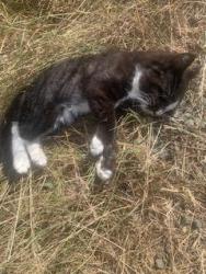 Found/Stray Male Cat last seen McCreavy Rd & Pinedirosa Rd Union/Shelton WA, Mason County, WA 98592