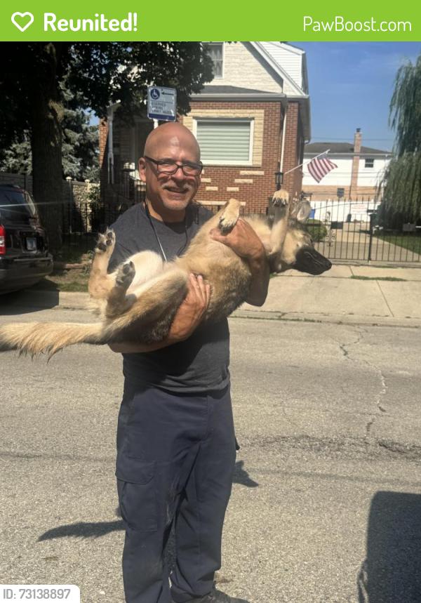 Reunited Female Dog last seen Dunnin, Chicago, IL 60634