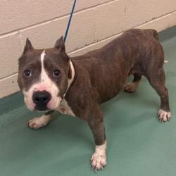 Shelter Stray Male Dog last seen , 2350 Appling City Cove, Memphis, TN 38133, USA