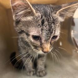 Shelter Stray Male Cat last seen , 2350 Appling City Cove, Memphis, TN 38133, USA