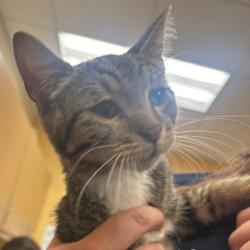 Shelter Stray Male Cat last seen , 2350 Appling City Cove, Memphis, TN 38133, USA