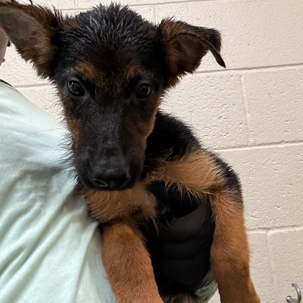 Shelter Stray Male Dog last seen , 2350 Appling City Cove, Memphis, TN 38133, USA