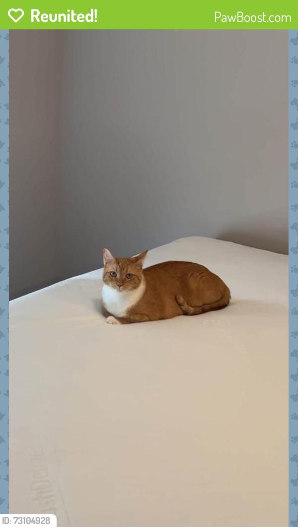 Reunited Female Cat last seen Near Paiges Pl, Supply, NC 28462, USA, Supply, NC 28462