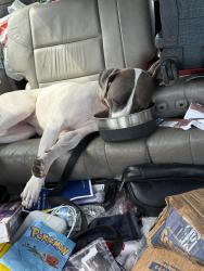 Lost Female Dog last seen International, Oakland, CA 94601