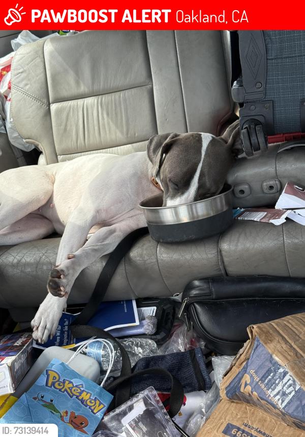 Lost Female Dog last seen International, Oakland, CA 94601