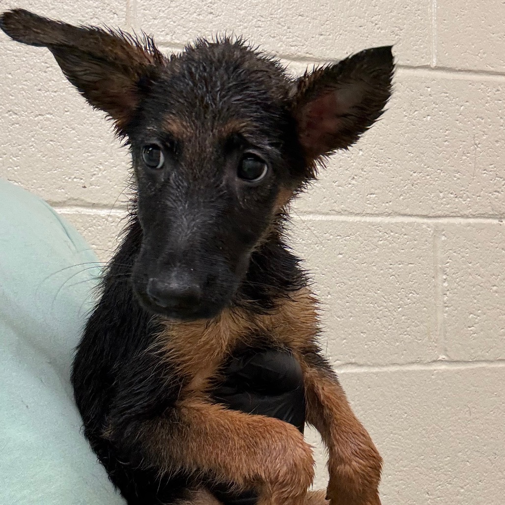 Shelter Stray Female Dog last seen , 2350 Appling City Cove, Memphis, TN 38133, USA