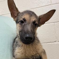 Shelter Stray Female Dog last seen , 2350 Appling City Cove, Memphis, TN 38133, USA