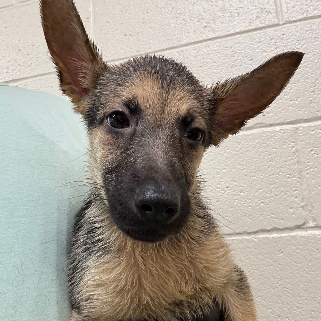 Shelter Stray Female Dog last seen , 2350 Appling City Cove, Memphis, TN 38133, USA