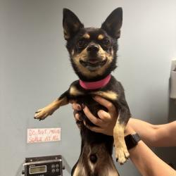 Shelter Stray Male Dog last seen , 4500 N Access Rd, Chattanooga, TN 37415, USA