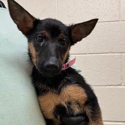 Shelter Stray Female Dog last seen , 2350 Appling City Cove, Memphis, TN 38133, USA