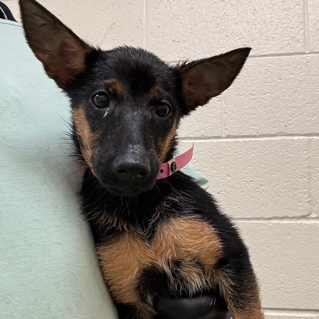 Shelter Stray Female Dog last seen , 2350 Appling City Cove, Memphis, TN 38133, USA