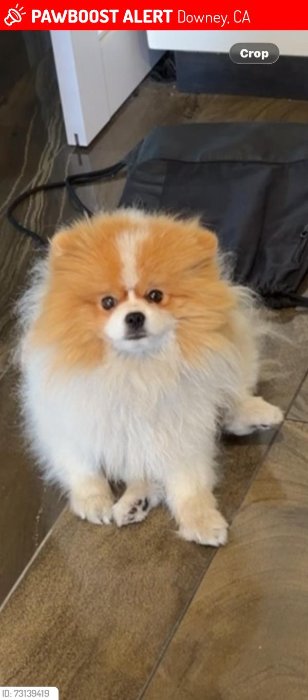 Lost Male Dog last seen Dinwiddie, Downey, CA 90241