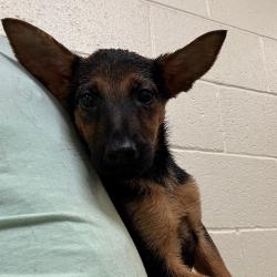 Shelter Stray Female Dog last seen , 2350 Appling City Cove, Memphis, TN 38133, USA