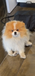 Lost Male Dog last seen Dinwiddie, Downey, CA 90241