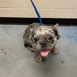 Shelter Stray Female Dog last seen , 2350 Appling City Cove, Memphis, TN 38133, USA