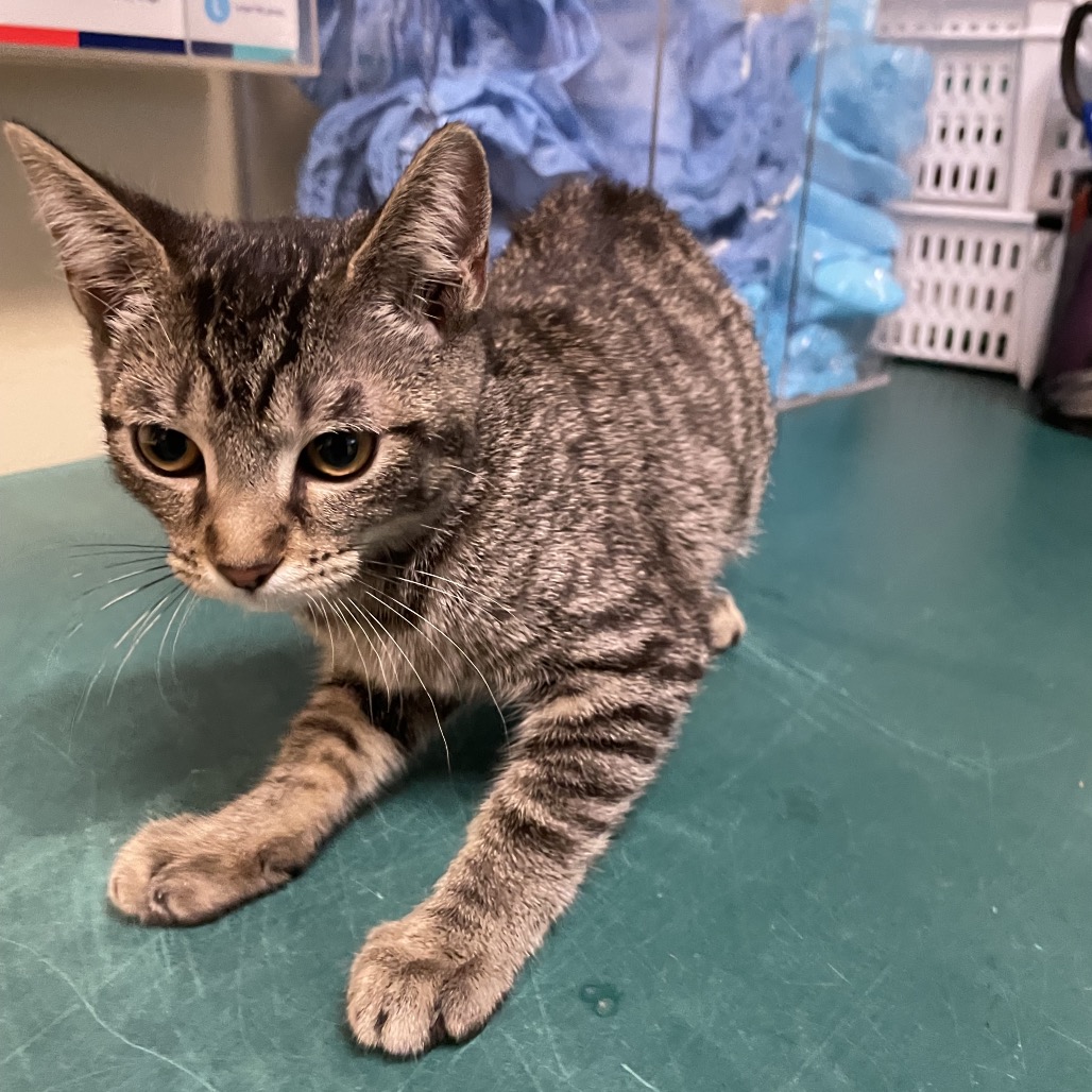 Shelter Stray Female Cat last seen , 361 S Raymond Ave, Pasadena, CA 91105, USA