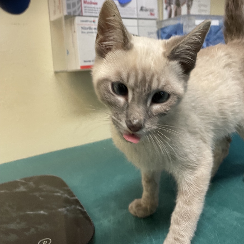 Shelter Stray Male Cat last seen , 361 S Raymond Ave, Pasadena, CA 91105, USA