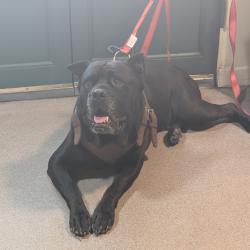 Shelter Stray Male Dog last seen , 361 S Raymond Ave, Pasadena, CA 91105, USA