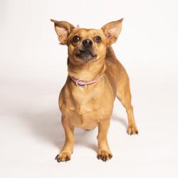 Shelter Stray Male Dog last seen , 8020 Washington St, Port Richey, FL 34668, USA