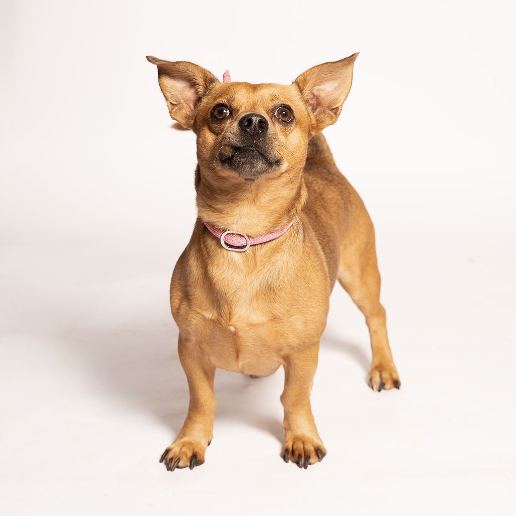 Shelter Stray Male Dog last seen , 8020 Washington St, Port Richey, FL 34668, USA