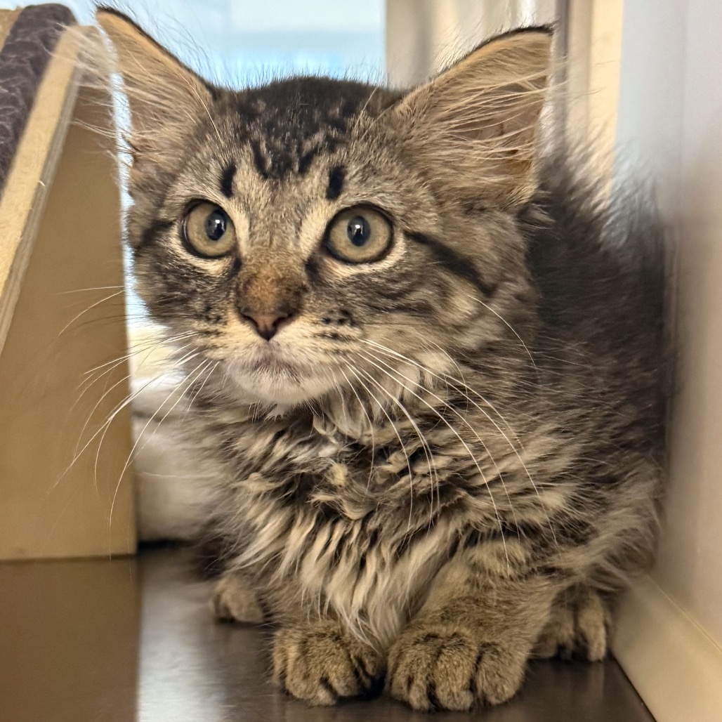 Shelter Stray Female Cat last seen , 3173 K-68 Hwy, Ottawa, KS 66067, USA