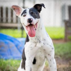 Shelter Stray Male Dog last seen , 2451 N Expressway 281, Edinburg, TX 78541, USA