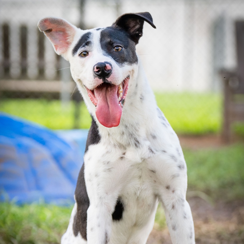 Shelter Stray Male Dog last seen , 2451 N Expressway 281, Edinburg, TX 78541, USA