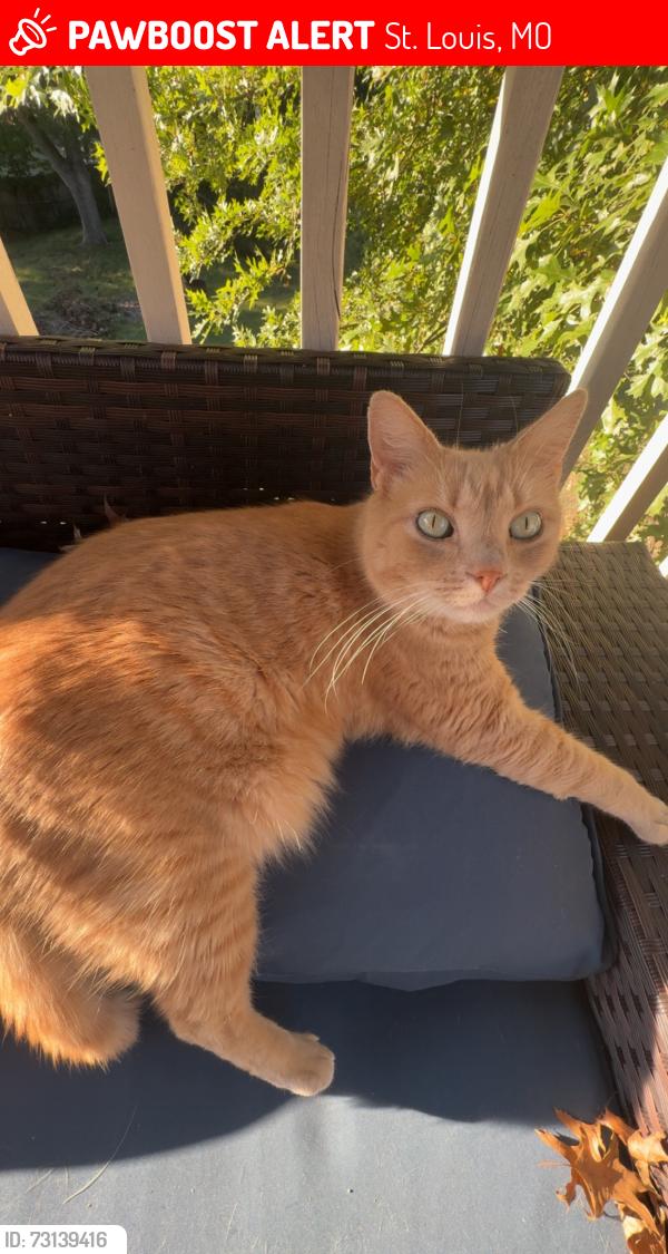 Lost Male Cat last seen Near Suson Pines apmts off Tesson Ferry / 21, St. Louis, MO 63128