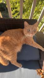 Lost Male Cat last seen Near Suson Pines apmts off Tesson Ferry / 21, St. Louis, MO 63128