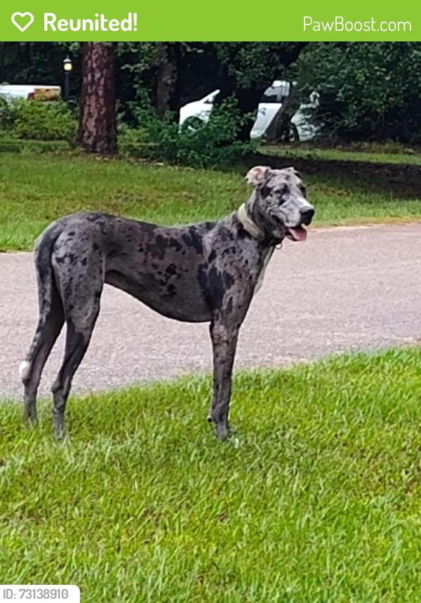 Reunited Male Dog last seen Jimmy ln, Pinehurst, TX 77362