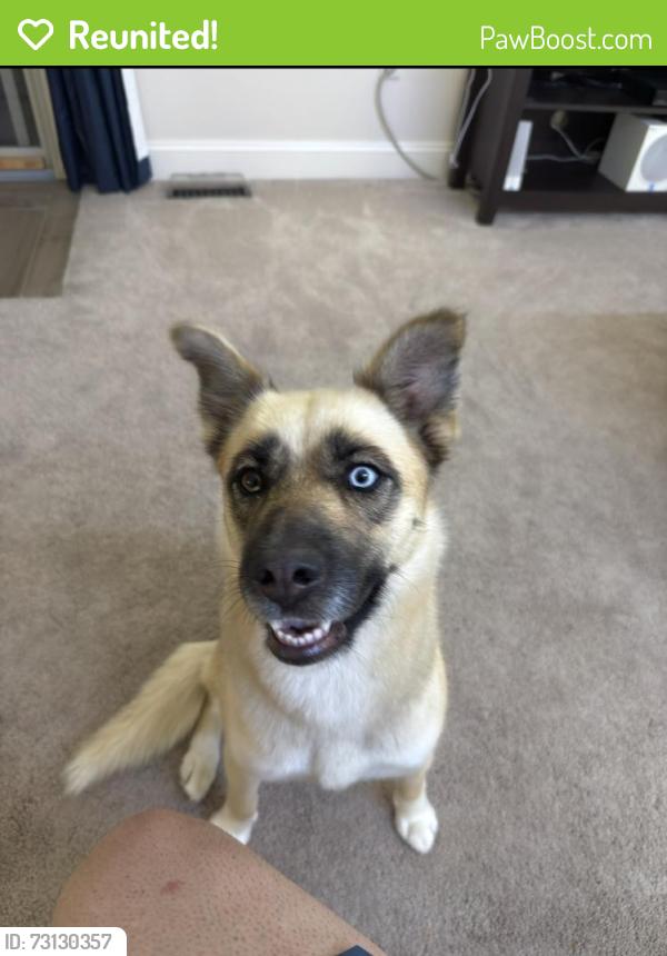 Reunited Female Dog last seen E North Broadway and Hiawatha St., Columbus, OH 43224