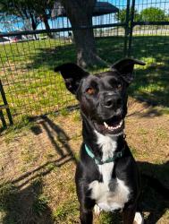 Lost Male Dog last seen Aledo iona, Aledo, TX 76008