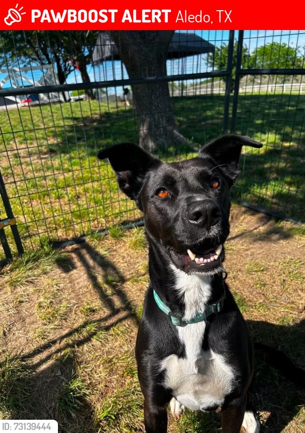 Lost Male Dog last seen Aledo iona, Aledo, TX 76008
