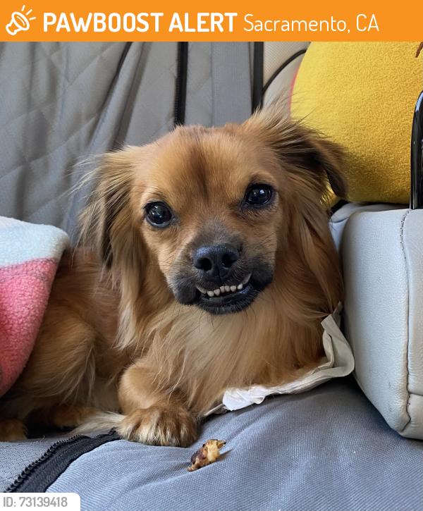 Found/Stray Female Dog last seen Hillsdale and Diablo near Football Field, Sacramento, CA 95842