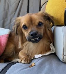 Found/Stray Female Dog last seen Hillsdale and Diablo near Football Field, Sacramento, CA 95842