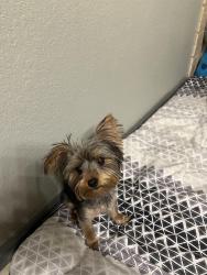 Reunited Female Dog last seen E Tecumseh Rd and Prescott Rd Norman OK, Norman, OK 73071
