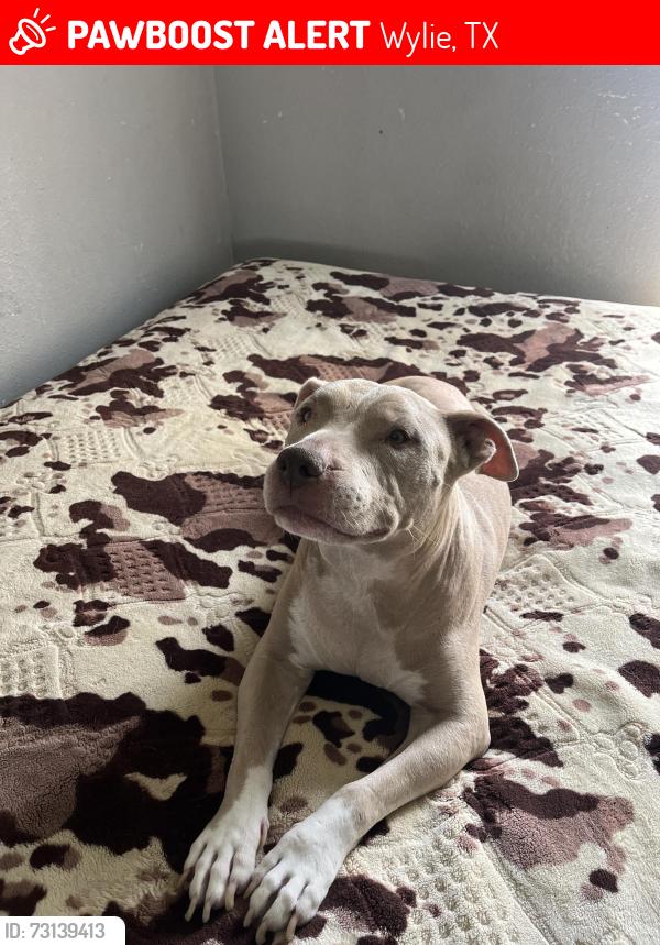 Lost Female Dog last seen Southfork Blvd, Wylie, TX 75098