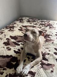 Lost Female Dog last seen Southfork Blvd, Wylie, TX 75098