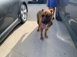 Reunited Unknown Dog last seen Port St. Lucie, Port St. Lucie, FL 34986