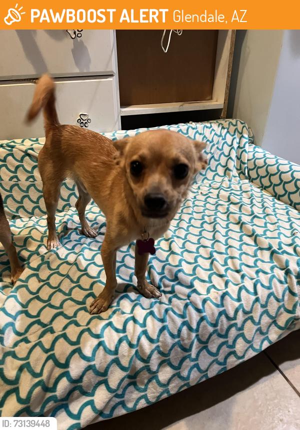 Found/Stray Male Dog last seen Unknown location, Glendale, AZ 85301
